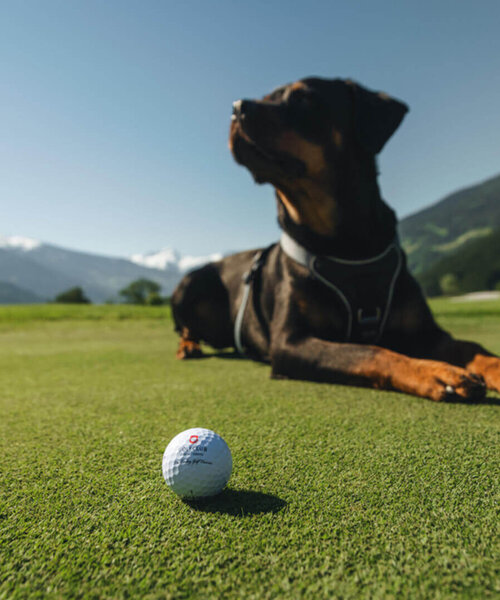 Liegender Dobermann auf Golfplatz mit Golfball im Vordergrund und Bergen im Hintergrund