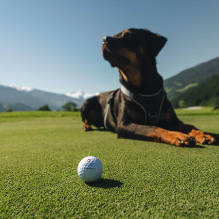 Liegender Dobermann auf Golfplatz mit Golfball im Vordergrund und Bergen im Hintergrund
