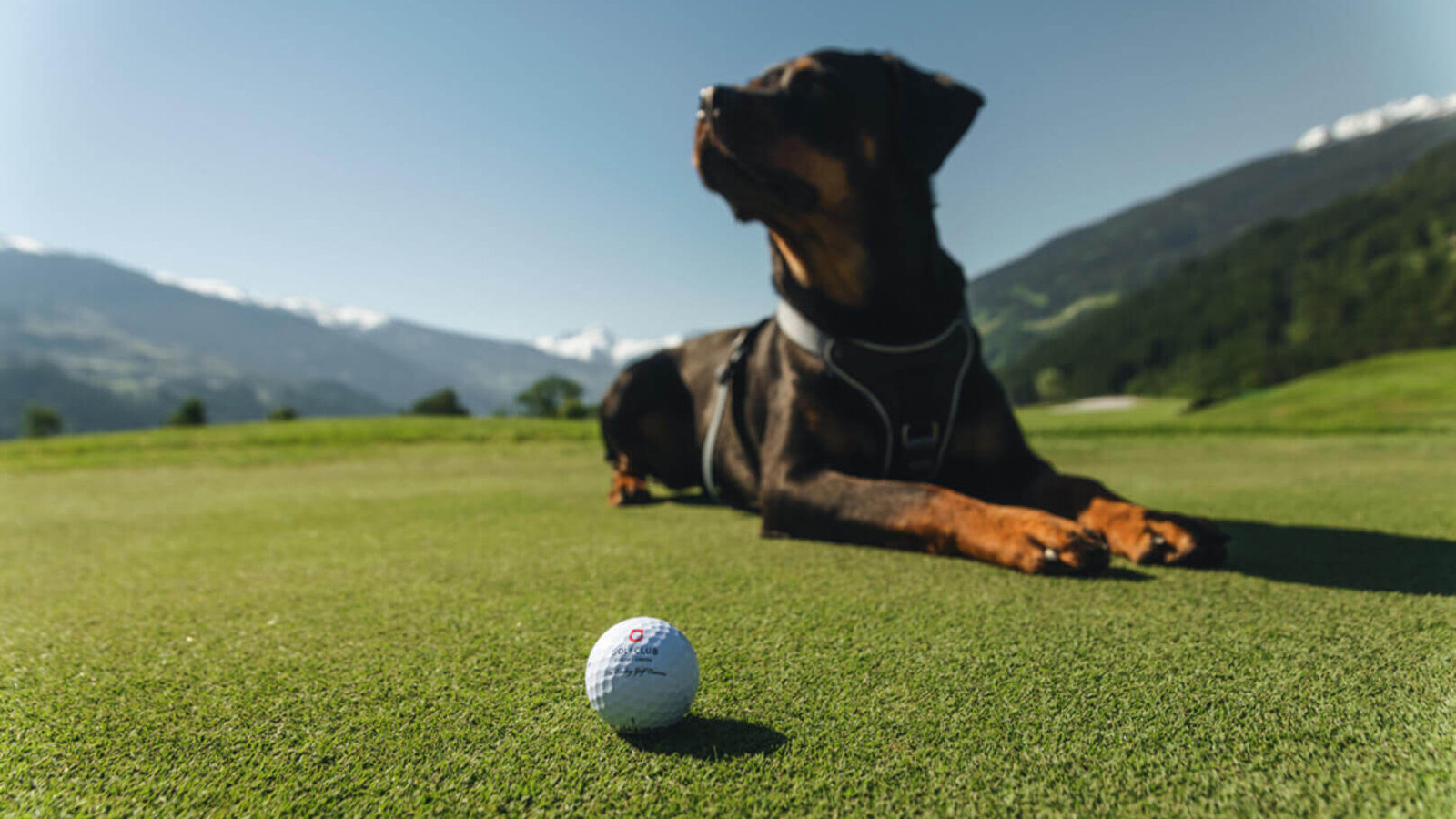Liegender Dobermann auf Golfplatz mit Golfball im Vordergrund und Bergen im Hintergrund