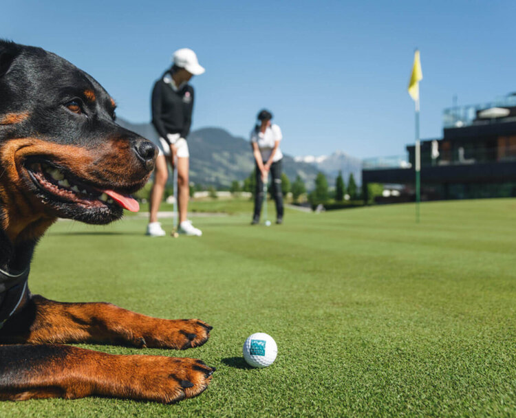 Liegender Rottweiler auf Golfplatz mit Golfball im Vordergrund und zwei spielenden Personen im Hintergrund